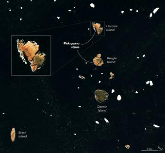 A NASA graphic shows several of Antarctica’s Danger Islands stained pink by guano from Adélie penguins with a krill-rich diet. Without rookeries, those islands would look more like Darwin Island.
              NASA Earth Observatory/Michala Garrison