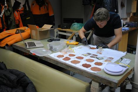 Casey Youngflesh spreads out penguin guano in preparation for analysis of its color and evidence of what food it came from.
              Casey Youngflesh, CC BY