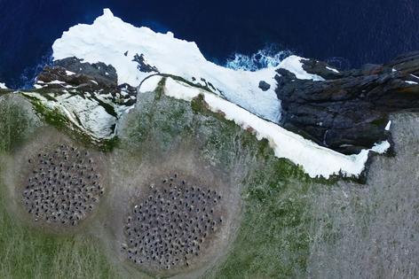 A view from a drone shows how penguin colonies, lower left, differ in color from their surrounding terrain.
              Thomas Sayre-McCord/WHOI/MIT, CC BY