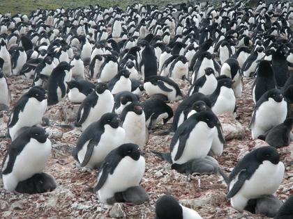A colony of Adélie penguins on their nests, on King George Island in Antarctica.
              Michael Polito, University of California Santa Cruz, CC BY