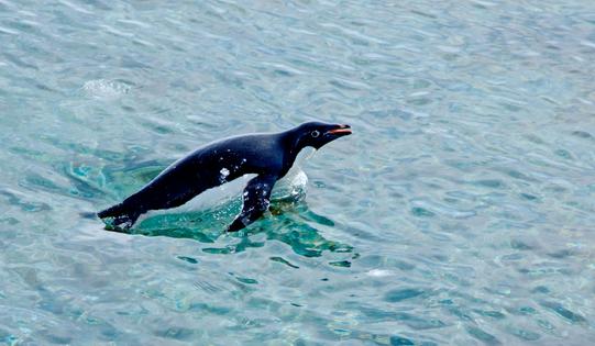 An Adélie penguin swims through the ocean. Casey Youngflesh, CC BY