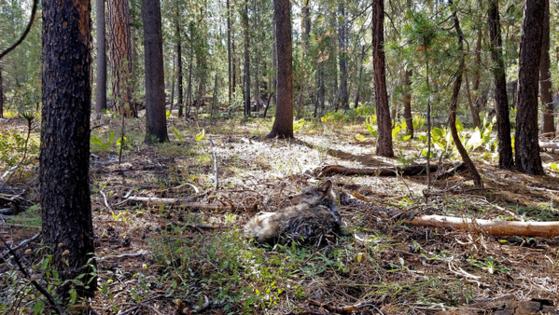 California Department of Fish and Wildlife/California Department of Fish and Wildlife/TNS