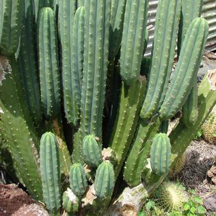 Huachuma, an Andean cactus better known as San Pedro, has been used for centuries in healing ceremonies. Forest & Kim Starr via Wikimedia Commons, CC BY-SA