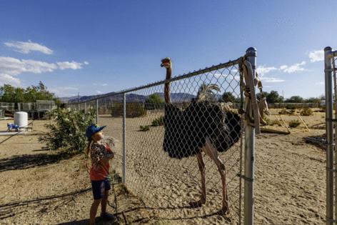 Gina Ferazzi/Los Angeles Times/TNS