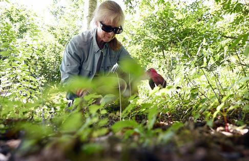 Late summer and early fall are a perfect time to fight weeds in the garden. Shawn Patrick Ouellette/Portland Press Herald via Getty Images