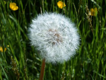 A single dandelion can produce dozens, perhaps hundreds, of seeds.
Markus Bernet via Wikimedia Commons, CC BY-SA
