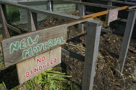 Home or community-garden composting systems do not normally get hot enough to kill the seeds of stubborn weeds.
Education Images/Universal Images Group via Getty Images