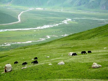 Yaks graze on the Tibetan Plateau in Asia.
Tenace10 via Wikimedia Commons, CC BY-SA
