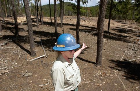 A U.S. Forest Service staff member points to a patch of forest where the trees were removed to thin the amount of vegetation. The area in the background was clear-cut as a break to help slow fires.
Kevin Moloney/Getty Images