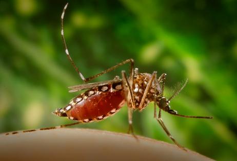 The Aedis aegypti mosquito spreads dengue from person to person. Smith Collection/Gado/Getty Images