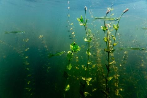 Will Parson/Chesapeake Bay Program/TNS