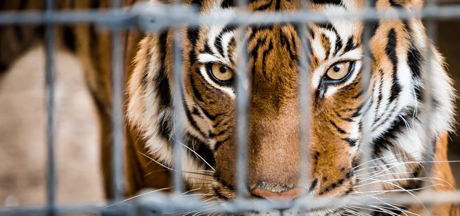 Tiger in cage. Dreamstime/TCA