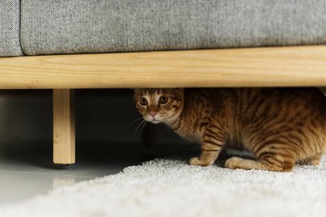 Cats that have experienced trauma need time to adjust to a new environment, writes Cathy M. Rosenthal. (Dreamstime/TNS)