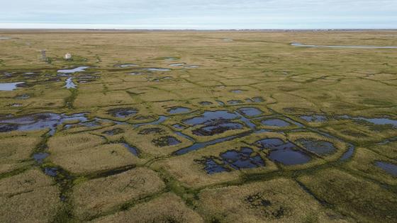 Polygon shapes where the ground has sunk are clear signs of permafrost thaw. This landscape of ponds, wet areas and polygonal ground near the Barrow Environmental Observatory in Utqiaġvik, Alaska, on Aug. 11, 2026, shows how surface and subsurface conditions can vary over short distances.
              Ming Xiao