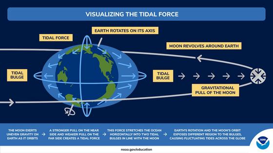 The phenomenon of tides is primarily driven by the Moon’s gravitational influence on the ocean.
              NOAA Education
