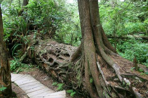 A fallen log serves as a nursery for a new hemlock tree in British Columbia, Canada, hence the nicknames nursery log or nurse log.
Wing-Chi Poon, CC BY-SA