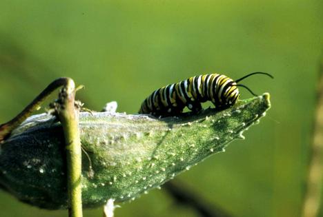 A monarch butterfly caterpillar crawls on a milkweed pod. Monarchs rely on milkweed for food and lay their eggs on the plants, but milkweed is also an aggressive weed in the Midwest.
Ron Singer/U.S. Fish and Wildlife Service