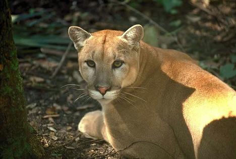 Florida panthers are losing territory to development and face risks from road traffic. Only 120 to 230 of them remain.
Connie Bransilver/U.S. Fish and Wildlife Service Southeast Region, CC BY