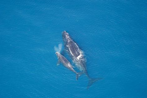 North Atlantic right whales rely on sound traveling long distances through water to communicate. That communication gets harder as the ocean becomes noisier.
              NOAA
