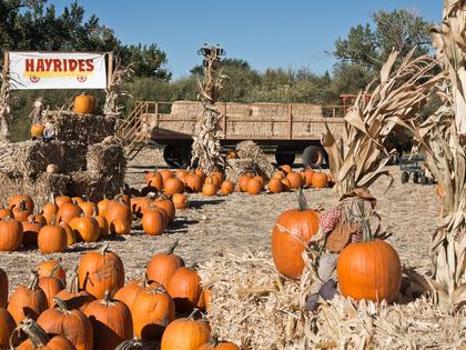 Pumpkin Patch complete with a hay ride. Colorful Pumpkin Patch and hay ride at harvest time. Dreamstime/TCA
