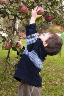 Child picking apples. Dreamstime/TCA