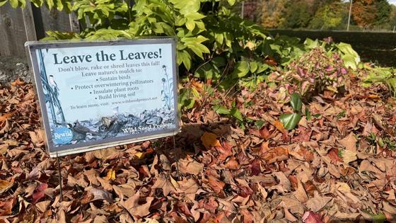 Leaves on the ground are part of the natural cycle of nutrients. Manjot Sidhu, CC BY-SA