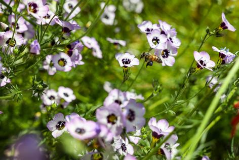 If bees and other pollinators are to return in the spring, they need somewhere to shelter in the winter.
              Dania Maxwell/Los Angeles Times via Getty Images