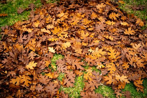 Leaves can also harbor ticks, but if you move them to places people don’t frequent, even in the warmer months, you can reduce the number of ticks in places with activity.
              David Crane/MediaNews Group/Los Angeles Daily News via Getty Images
