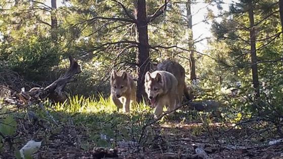 California Dept of Fish and Wildlife/California Dept of Fish and Wildlife/TNS