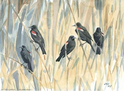 Noisy tricolored blackbirds can be found in fields and wetlands in the Pacific coast states, but they are losing habitat. John Anderton/The Atlas of North America's Migratory Birds