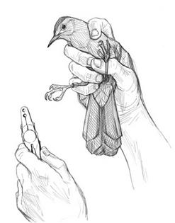 Carefully attaching a band to a bird’s leg allowed scientists to see where that bird ended up, but it couldn’t show its entire journey.
              John Anderton/The Atlas of North America's Migratory Birds