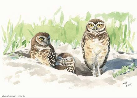 Burrowing owls breed in the Western U.S., raising their young in burrows often taken over from ground squirrels or prairie dogs. In winter, they migrate to Southwestern states, Mexico or Central America.
              John Anderton/The Atlas of North America's Migratory Birds