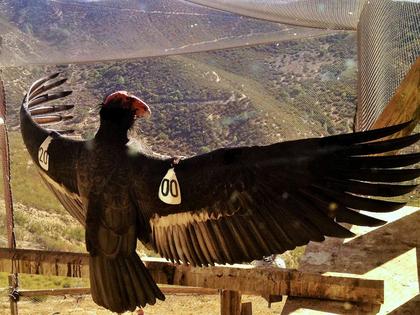 AC-4 was among the last wild California condors, captured in the 1980s to create a captive breeding program. A condor's wingspan can exceed 9.5 feet (2.9 meters). U.S. Fish and Wildlife Service