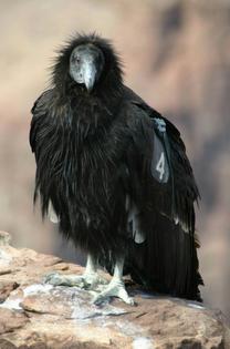 A young California condor spotted at Grand Canyon National Park in 2011 after the species was reintroduced.
              Mark Lellouch/National Park Service, CC BY