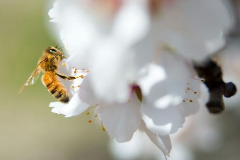 Bees, like this honeybee pollinating a blossom in a California almond orchard, are essential for the success of many crops, but they have faced threats from parasites, pesticides and habitat loss.
              David Kosling/U.S. Department of Agriculture, CC BY