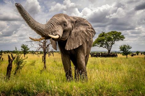 It has typically been easier to attract conservation support and funding for iconic species than for others.
              Edwin Remsberg/VWPics/Universal Images Group via Getty Images