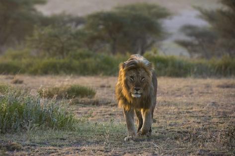 A male lion in the Ngorongoro Conservation Area in Tanzania, where thousands of Maasai herders have been displaced over the years in order to conserve habitat for wildlife and tourism.
              Sergio Pitamitz/VWPics/Universal Images Group via Getty Images