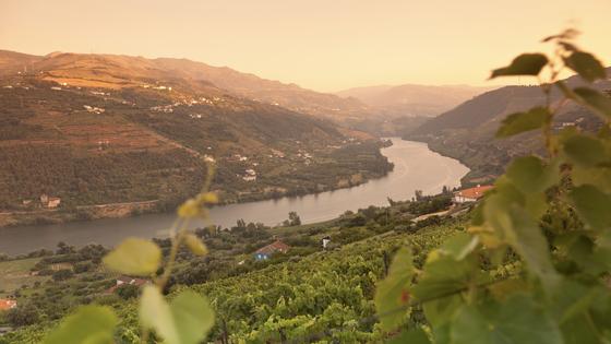 Depending on when you visit, the hillsides of Portugal's Douro region can shift in color – from dusty brown in winter, to scrubby green in summer, to glowing red and gold in fall. (Dominic Arizona Bonuccelli, Rick Steves' Europe)