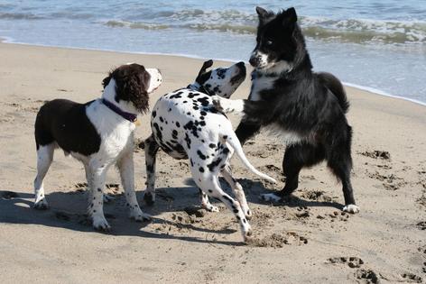Dogs may never be best friends, but if they can rest comfortably near each other that counts as getting along, writes Cathy M. Rosenthal. (Dreamstime/TNS)
