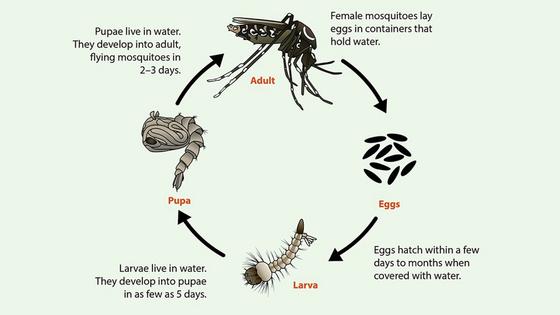 The speedy lifecycle of Aedes mosquitoes. They don’t live long, but they reproduce quickly.
              CDC