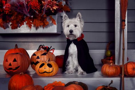 Costumes aren’t the only part of Halloween that can be overwhelming for pets. The doorbell rings, strangers appear in costumes, and the front door opens and closes all evening, writes Cathy M. Rosenthal. (Dreamstime/TNS)