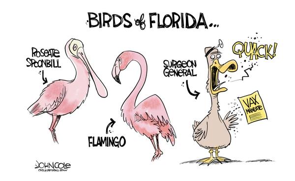 click or tap to zoom Florida birds
