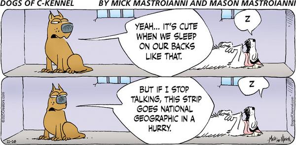 Dogs of C-Kennel for 11/16/2025