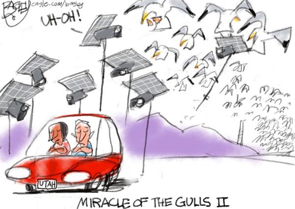Gulls Target Utah Solar Panels
