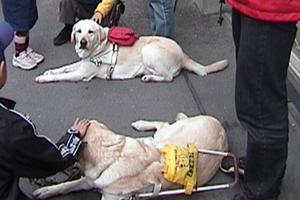 Seeing Eye dogs