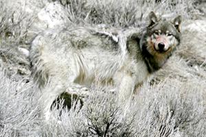 Joe Jaszewski/Idaho Statesman/TNS