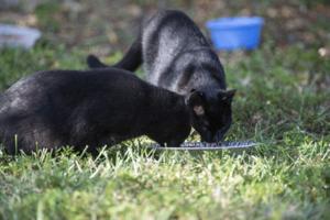 Michael Laughlin/Sun Sentinel/TNS