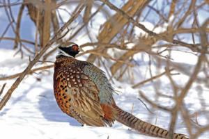 Dennis Anderson/Minneapolis Star Tribune/TNS
