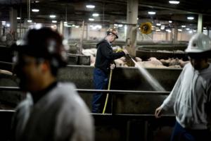 Glen Stubbe/Minneapolis Star Tribune/TNS