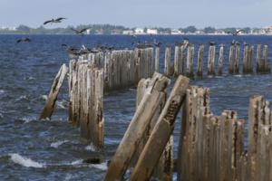 Chris Urso/Tampa Bay Times/TNS